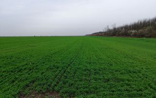 Teren extravilan localitatea Afumati - Poză 3