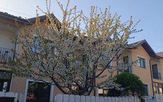 Inchiriez casa insiruita cu 3 camere Valea Lupului - Poză 1