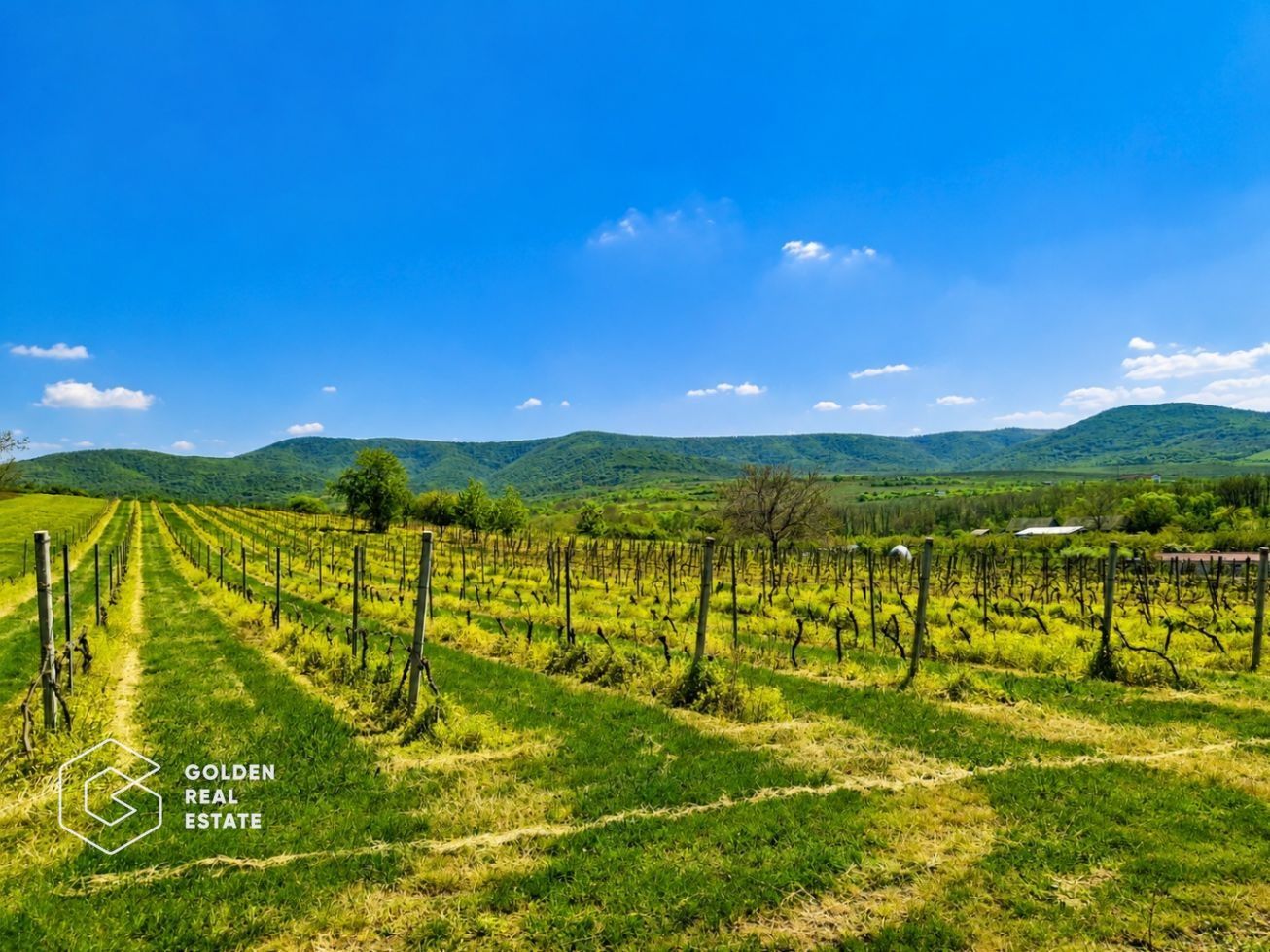 1,35 hectare vie pe rod (Cabernet si Merlot), Siria - Poză 4