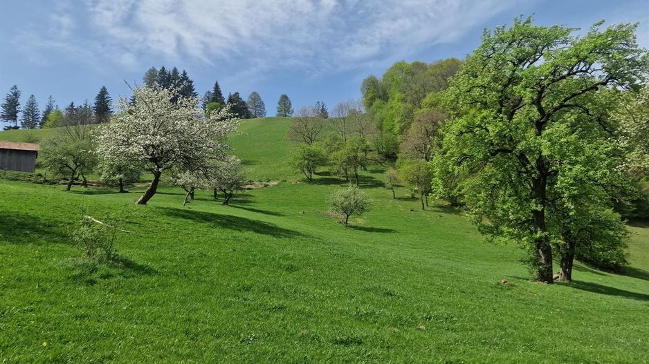 Langa emblematicul Castelul Bran, in areal colinar, 5.700mp intravilan - Poză 3