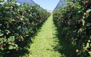 Plantatie de Muri Baicoi 10.000 mp Afacere la cheie! - Poză 15