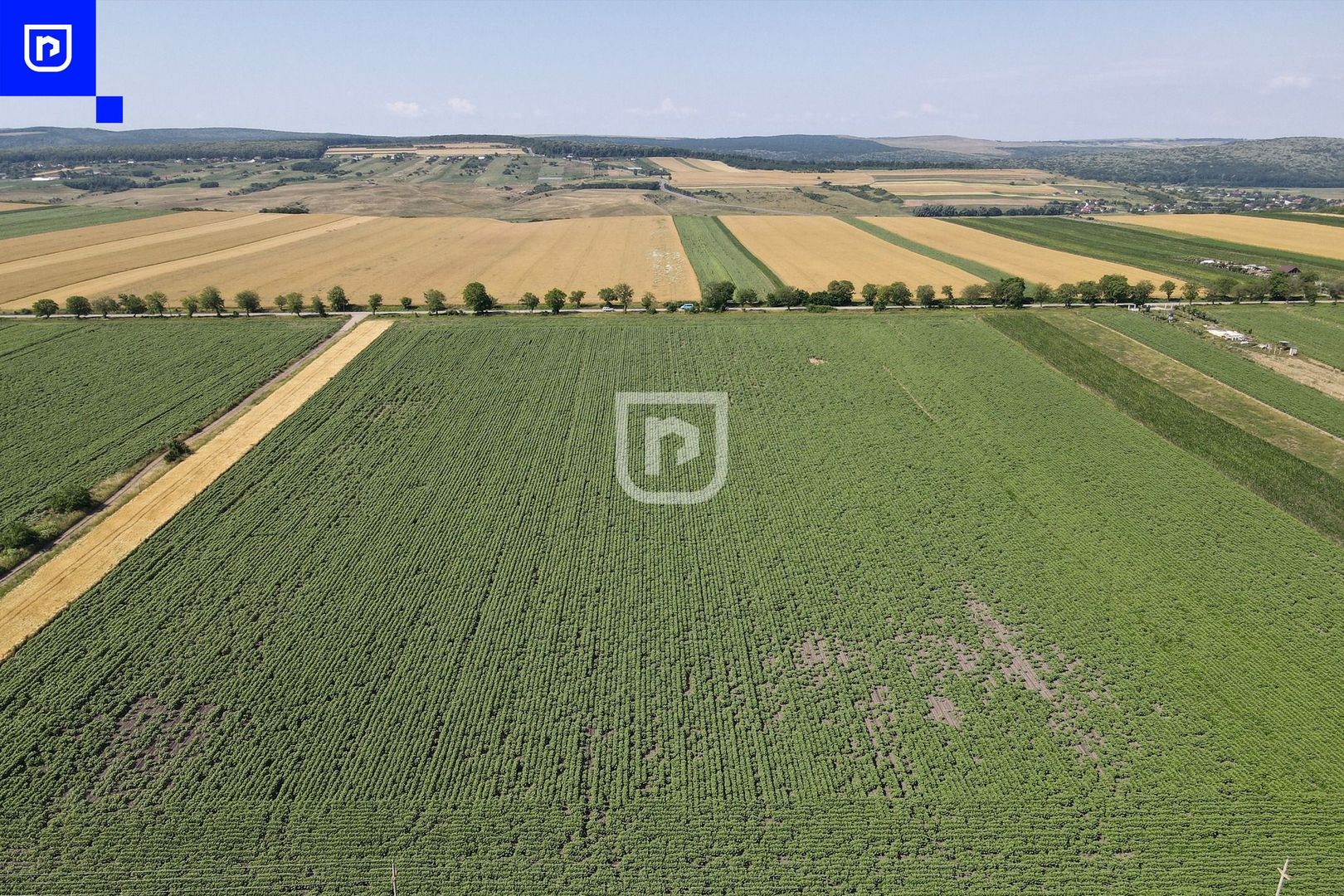 Teren - Orășeni Deal, Curtești | BOTOȘANI | 10.000mp - Poză 6