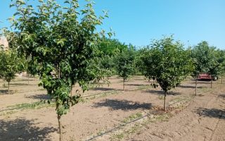 Vand/Schimb Livada Belint 16000mp - Poză 9