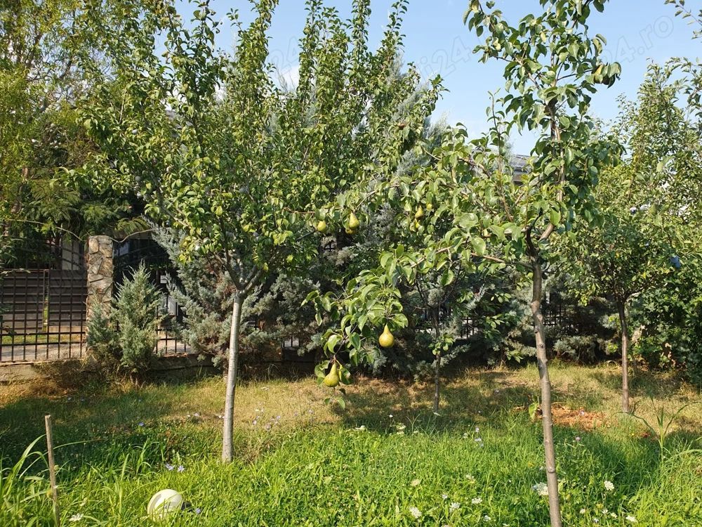 De vanzare teren 562mp + foisor si beci, Bragadiru - Poză 9