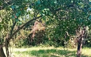 974 mp de vis, între pădure și cer - Teren intravilan, Cisnadioara, Sibiu - Poză 6