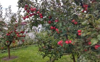 Casa de Vanzare | Individuala | 5 Camere |  184 MPU | Sura Mare - Poză 16