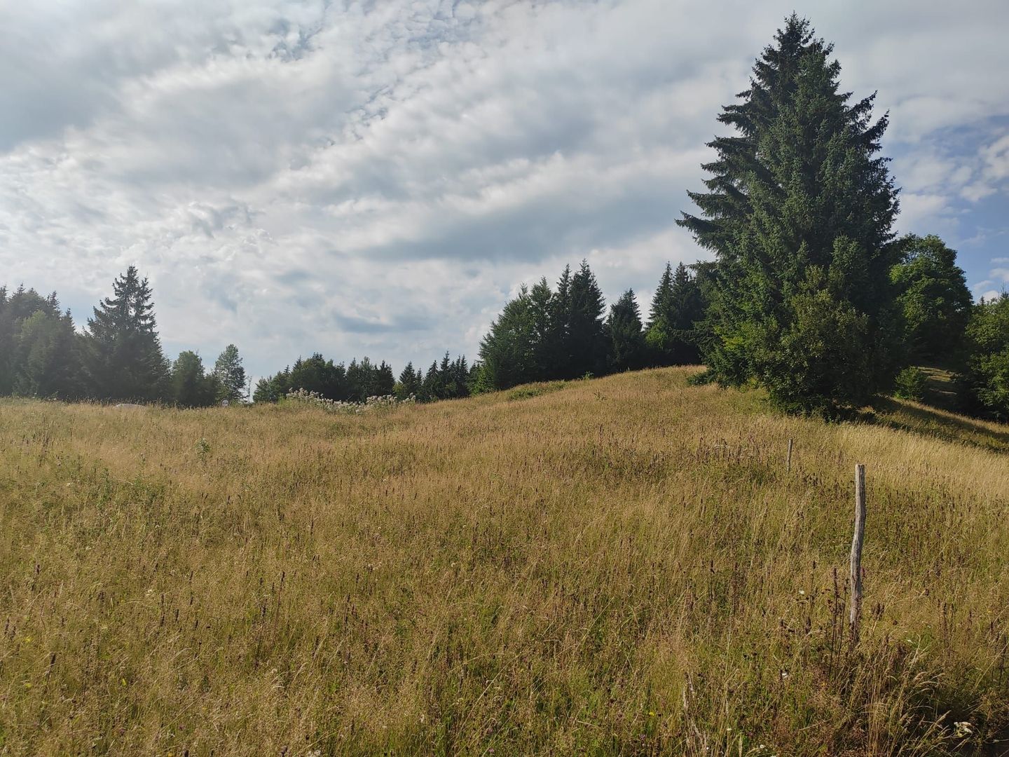 teren Colibita - 2 hectare - acces direct din drumul 173 D - Poză 5