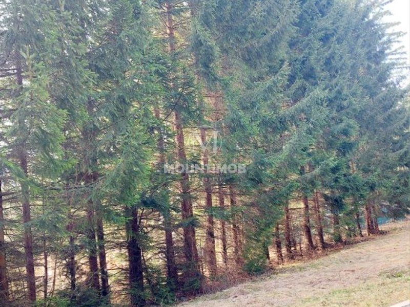 Teren intravilan în Poiana Brașov 1404 mp, str. Poiana Ruia - Poză 5