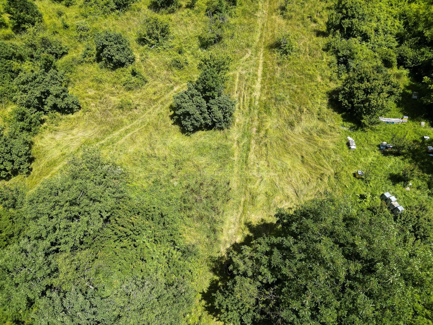 Teren pe deal la Sebiș - Poză 8