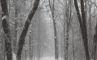 Teren intravilan Baneasa - Poză 3