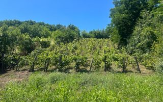 Teren intravilan de vânzare – Andrașești - Poză 6