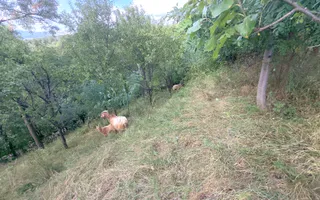 CASA 3 CAMERE TEREN 7770 MP BOTENI ARGEȘ - Poză 16