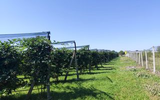 Plantatie de Muri Baicoi 10.000 mp Afacere la cheie! - Poză 8