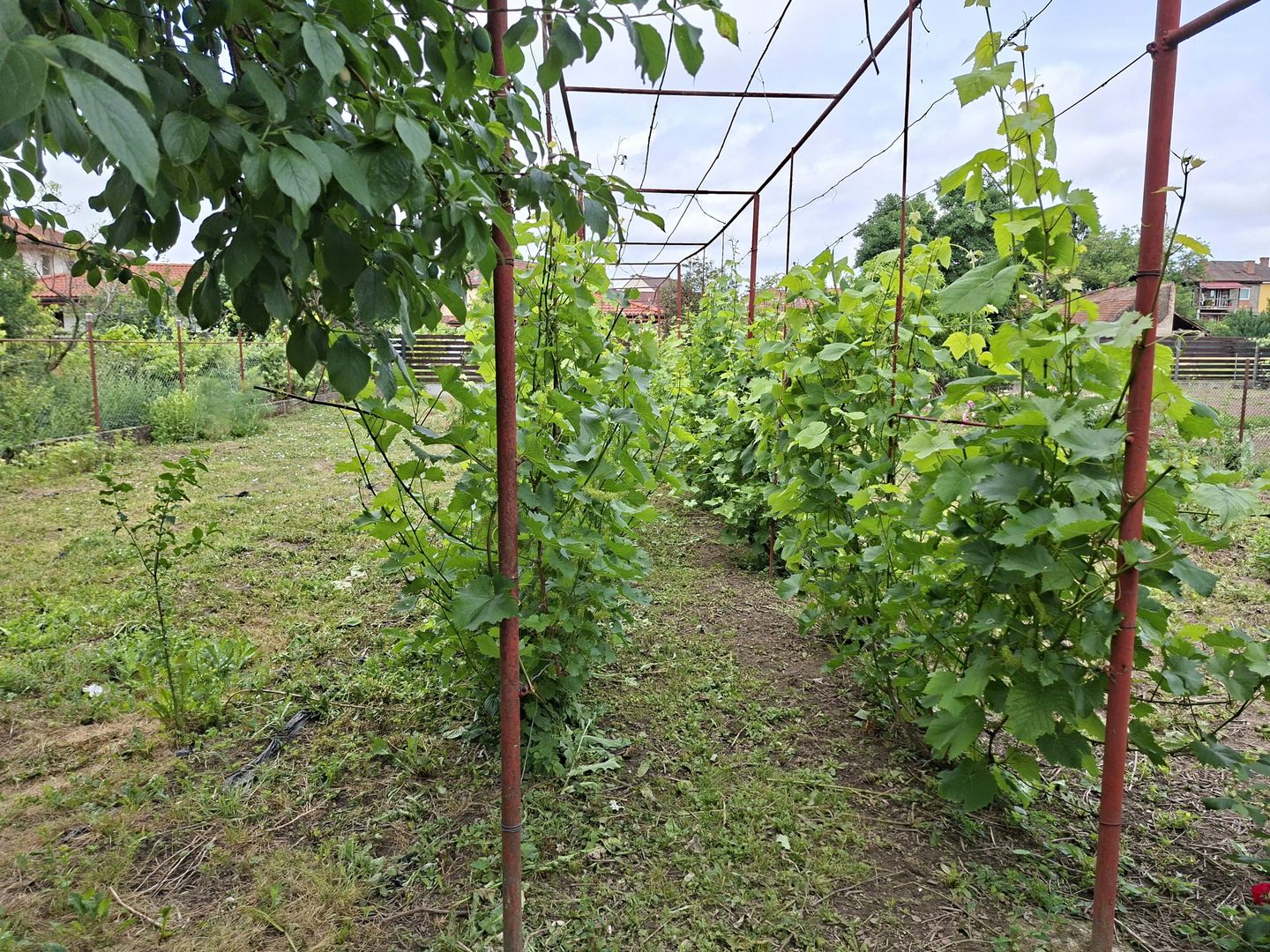 BRASADAS vinde casa individuala 8 cam 8.6a zona Baritiu. - Poză 25