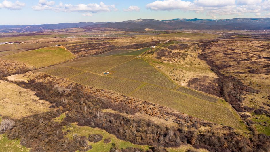 Plantație Bio de mure și zmeură  26,4 ha în Lipova - Poză 11