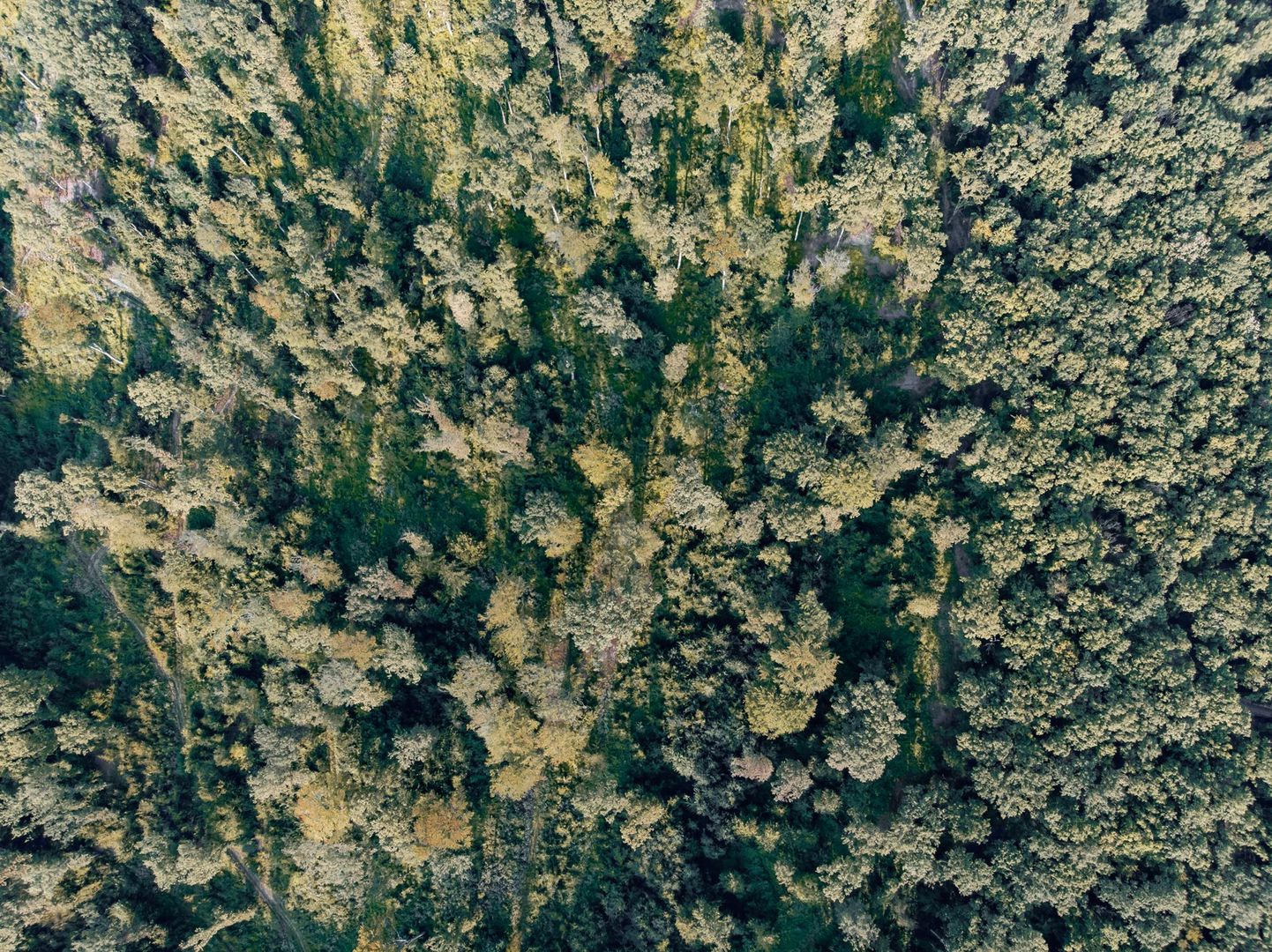 Pădure fag 51 ha în Petriș - Poză 9