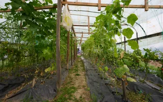 Casă cu teren generos – Vedea-Arges - Poză 32