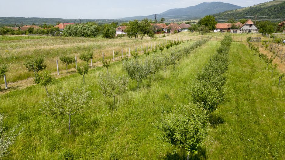 Livadă pe rod cu pomi fructiferi 4780mp la Dezna - Poză 6