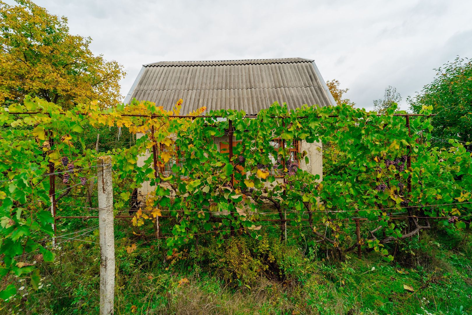 Lot pomicol de 6 ari în Ialoveni, cu construcție auxiliară. - Poză 12