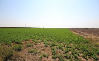 Teren arabil 3 ha - Sacalaz - Poză 4