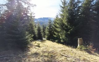 Teren de vânzare în zona montană a județului Alba - Poză 3