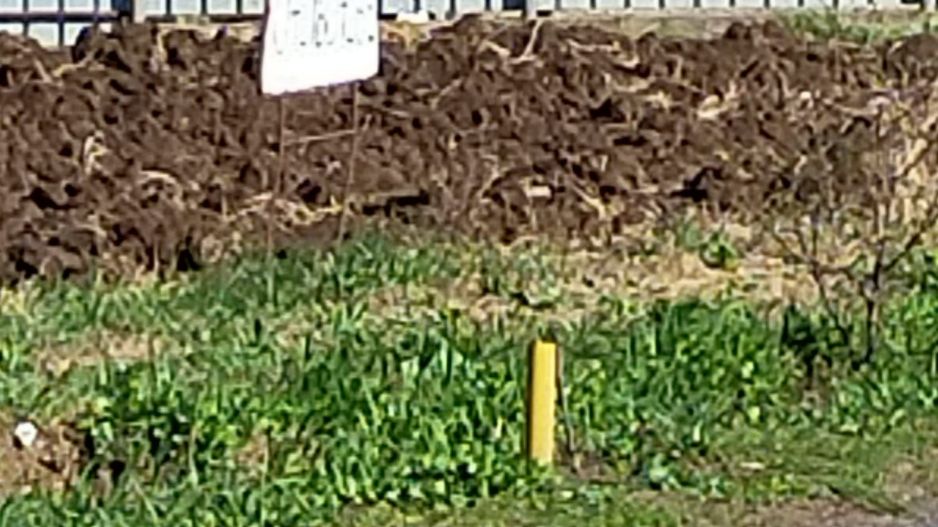 Teren de vânzare în Dascalu, judet Bucuresti Ilfov - Poză 2