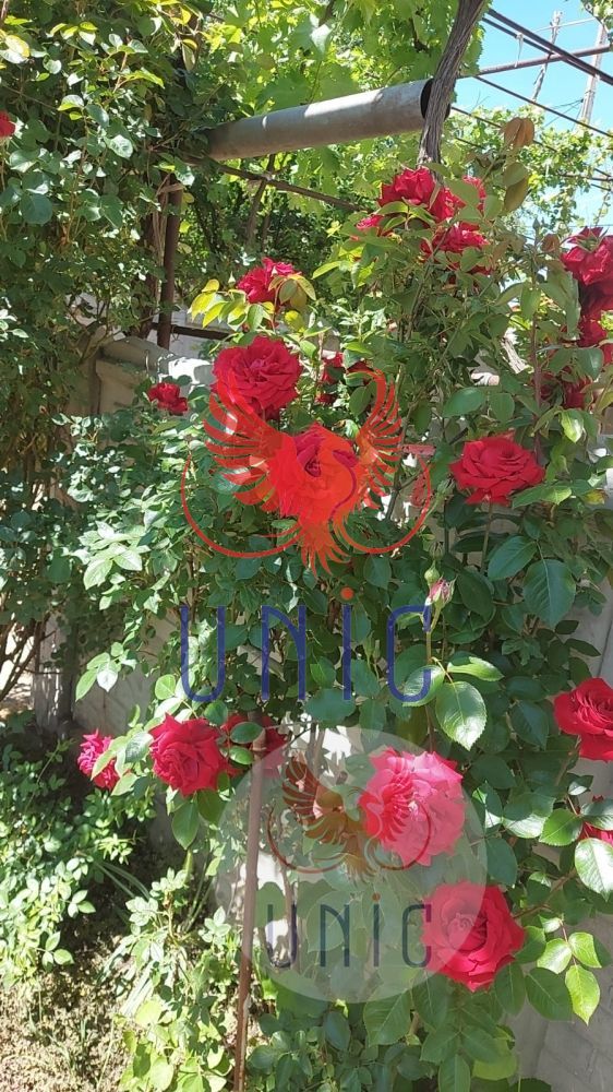 Casa pe parter, Marsani - Poză 6