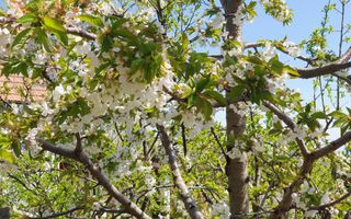 Teren cu utilități 2052 mp - Oradea - str. Făgetului - Poză 15