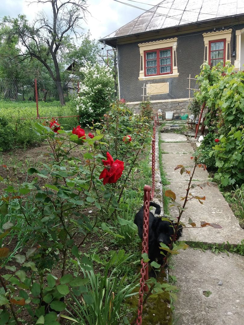 Ocazie unică! Proprietate cu potențial – zona Gherăiești - Poză 2