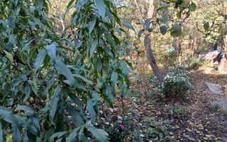 Teren Drumul Muntenilor, 980 mp, 2 deschideri - Poză 3