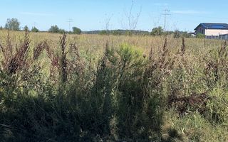 Teren intravilan 3645mp localitate 1 Decembrie zona rezidentiala - Poză 6