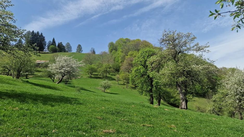 Langa emblematicul Castelul Bran, in areal colinar, 5.700mp intravilan - Poză 5