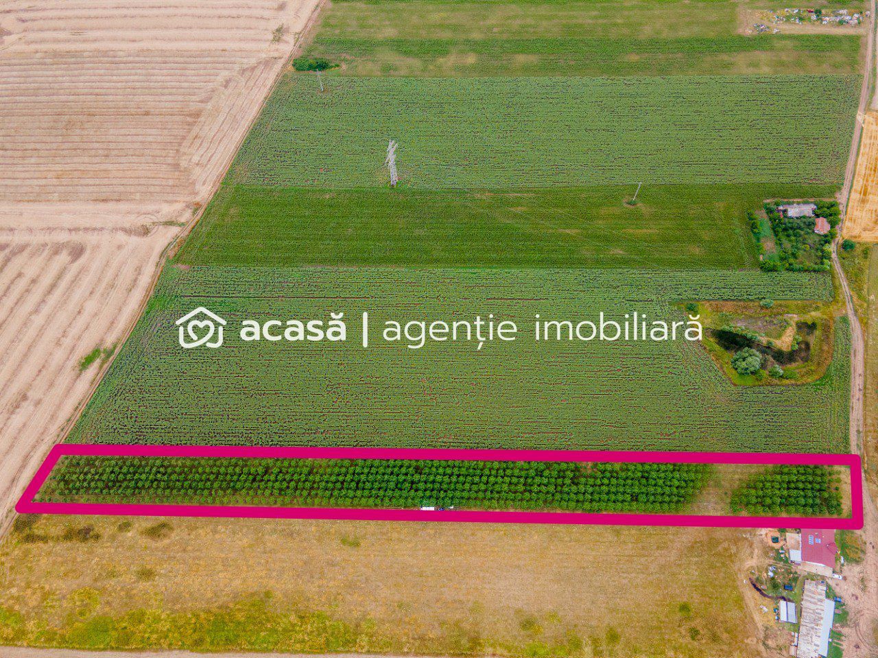 Teren cu plantație de arbori Paulownia, 1.25 ha - Poză 1