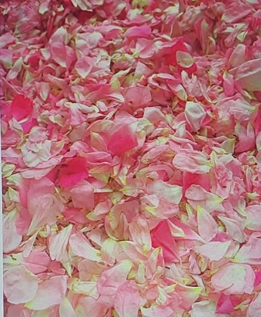 TEREN CU PLANTAȚIE DE TRANDAFIRI ,,ROSA DAMASCENA,\ \CARANSEBEȘ\JUD.CS - Poză 14