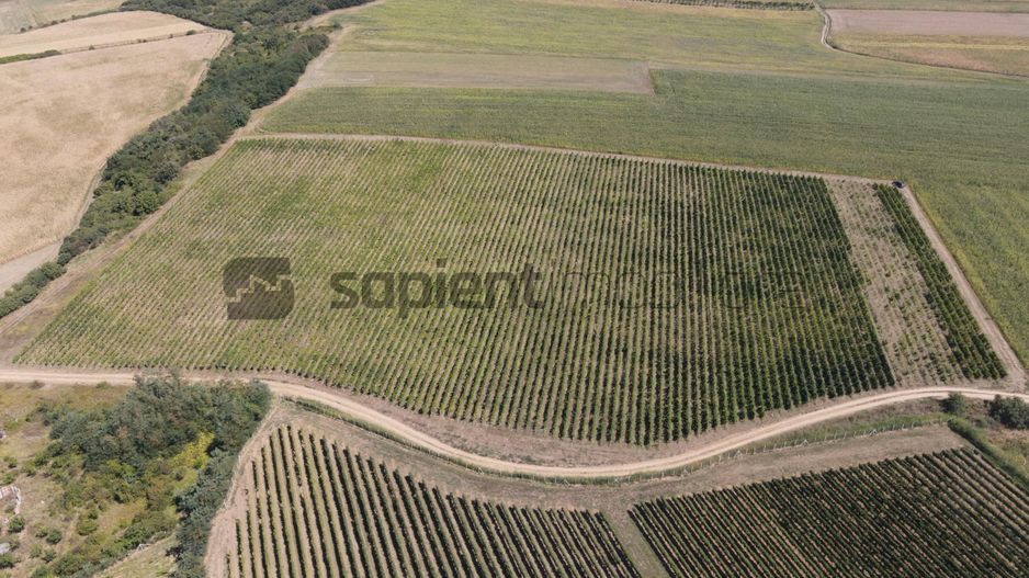 Sapient | Teren cu plantație de vie în loc. Diosig, jud. Bihor - Poză 3