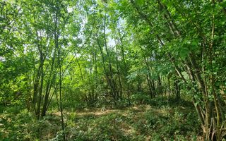 Teren 2000 mp de vânzare – Comana, deschidere la lac, aproape de Parcu - Poză 5