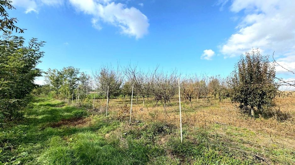 Livada+gradina, teren intravilan 2902mp, Damienesti-Bacau, comision 0 - Poză 4