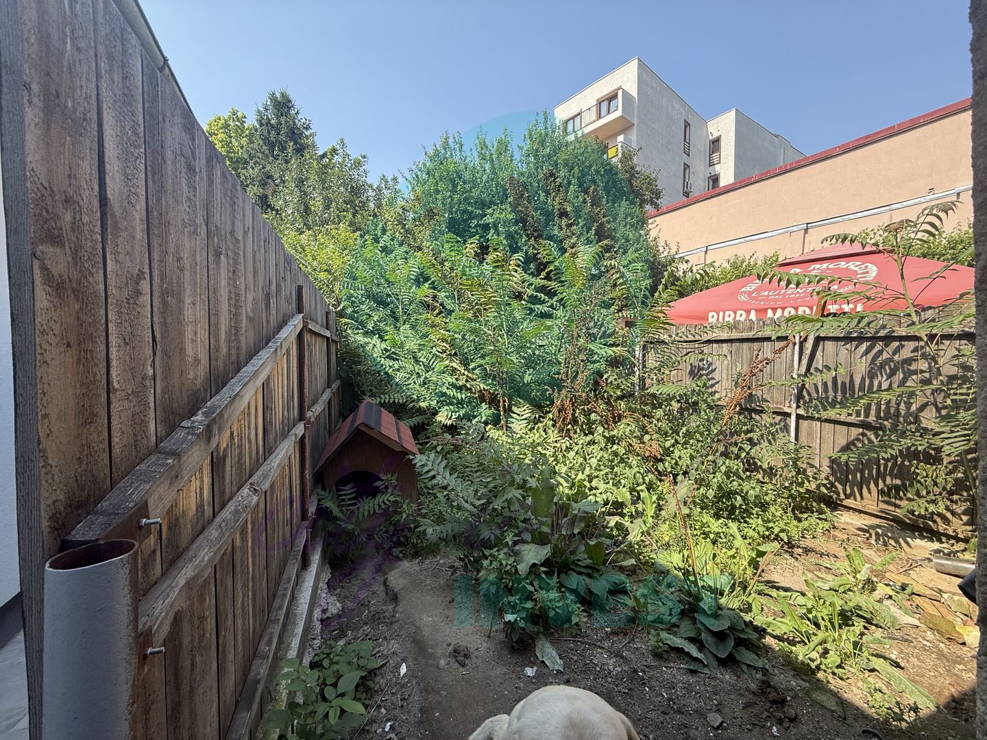 Casa adiacent Pache Protopopescu - Poză 5