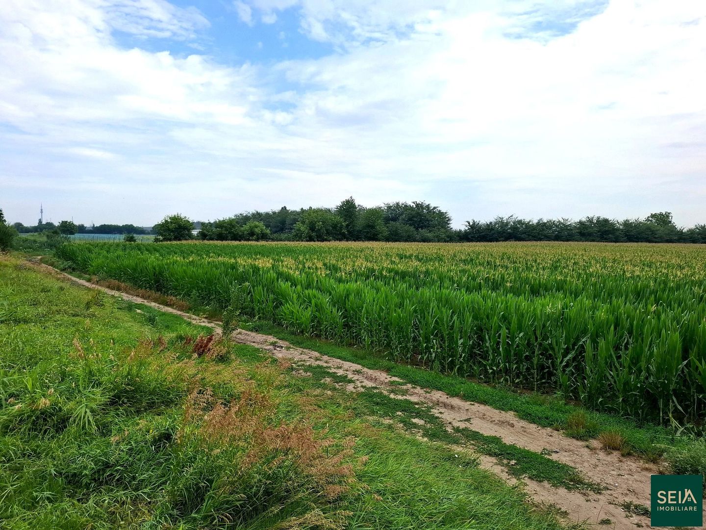 Teren de vanzare Serbanesti/Holt - Poză 1