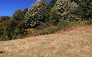 Teren Extravilan 20.000Mp I Stoenești -Vâlcea I Apă Curentă și Pădure - Poză 14