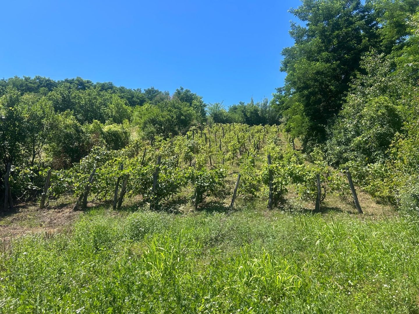 Teren intravilan de vânzare – Andrașești - Poză 6