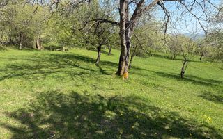 Terenuri Bran - Predelut  Priveliște către Bucegi și Postăvaru - Poză 7