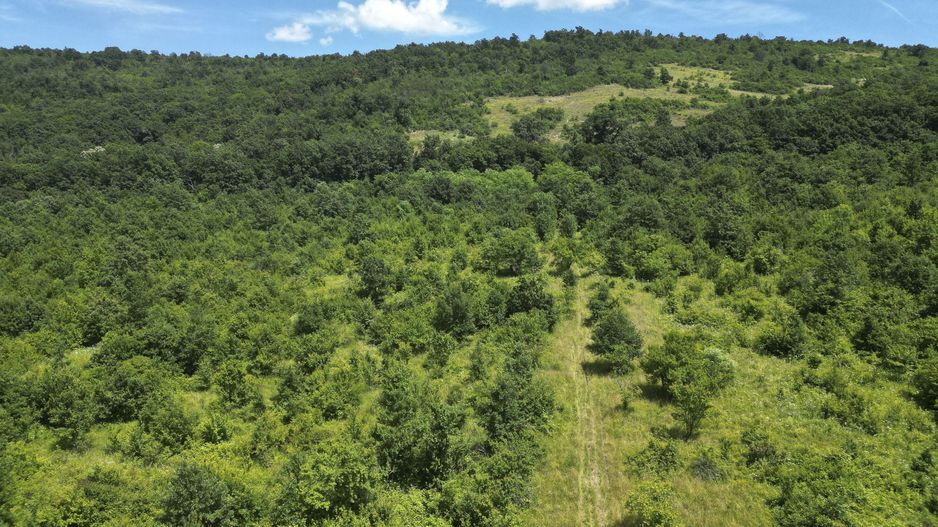 Teren pe deal la Sebiș - Poză 1