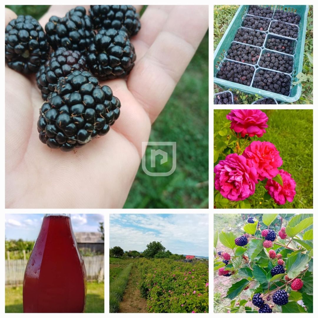 Ferma agricola, plantatii de mure, trandafiri, vita-de-vie - Poză 17