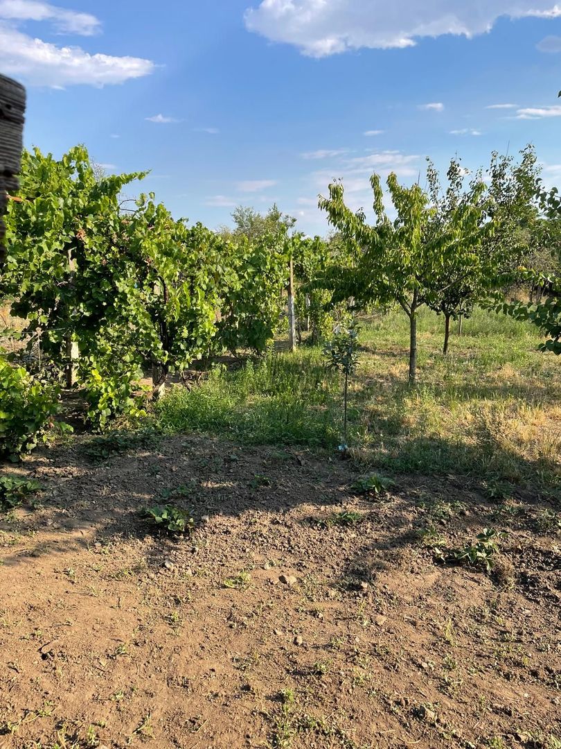 Casa parter 35 km de la Timisoara - Poză 11