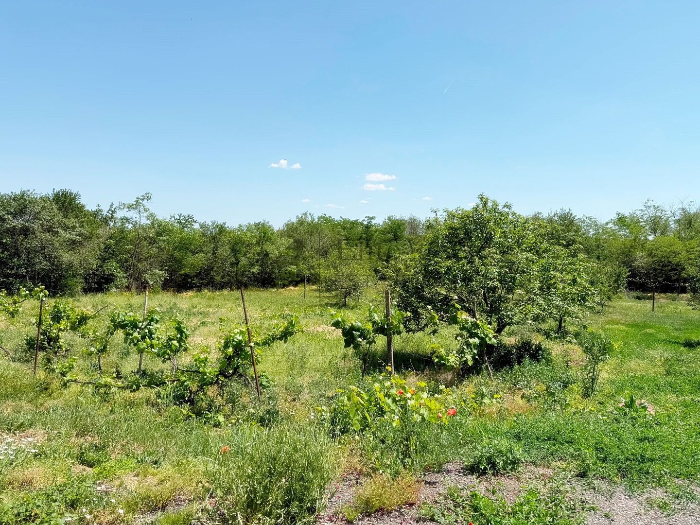 Casă de vanzare cu teren generos de 6.732 mp la E671 Leș, Bihor - Poză 11