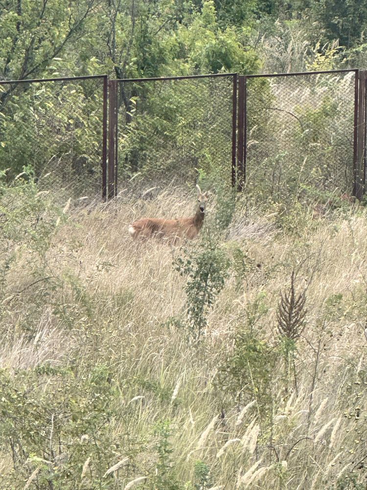 Vila de inchiriat| Silistea Snagovului| Ponton privat - Poză 7