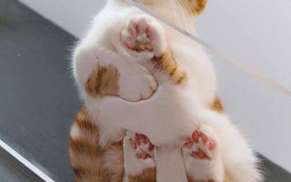 APARTAMENT NOICE CU CHIRIASI LA PACHET - Poză 2