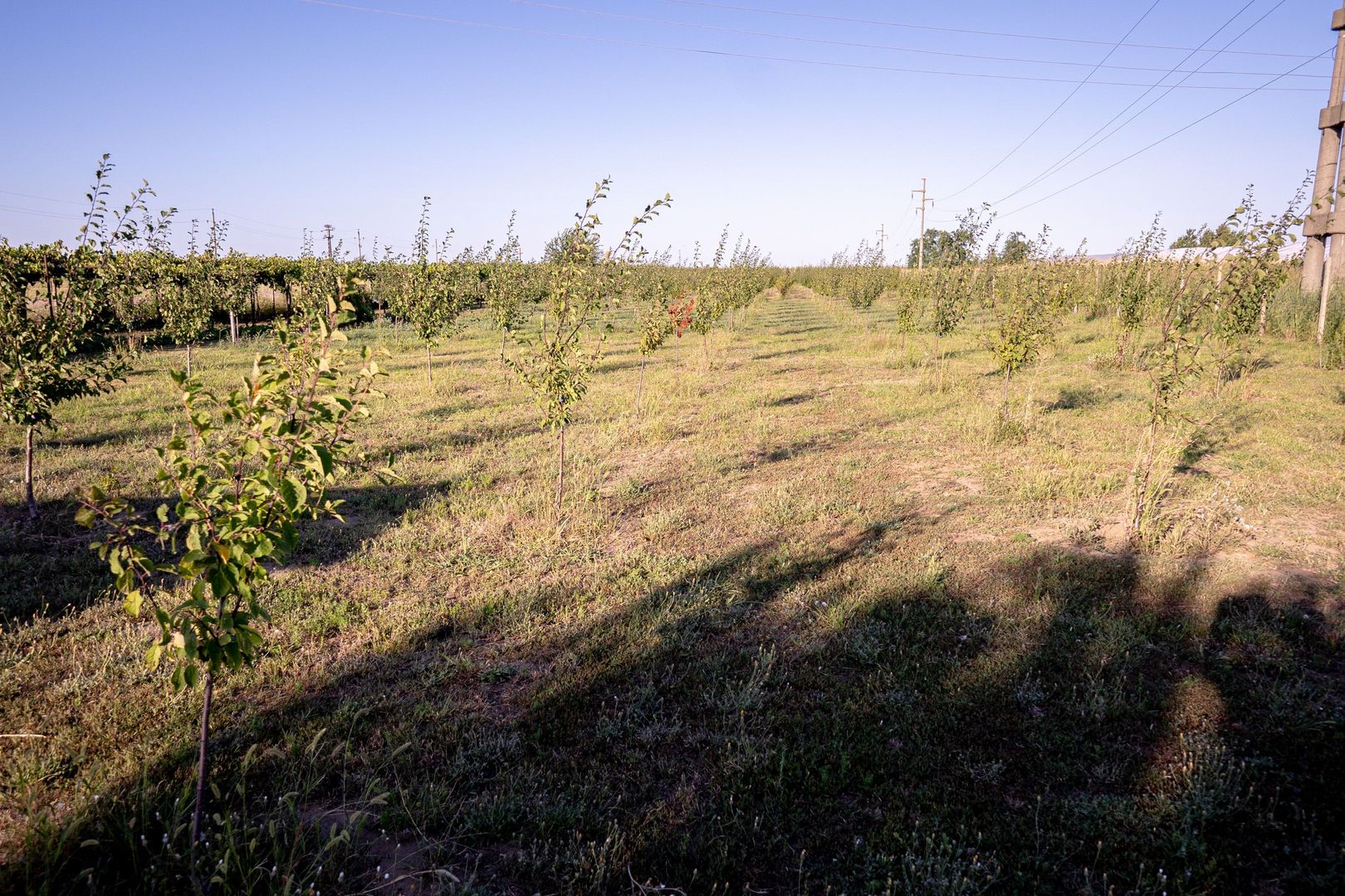 Casă de vânzare Furceni – 7 camere, teren 8.000 m - Poză 29