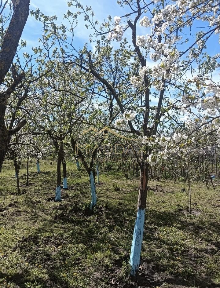 Vila 9 camere***gradina cu pomi fructiferi//1085 mp teren***Dragomiresti-Deal - Poză 13